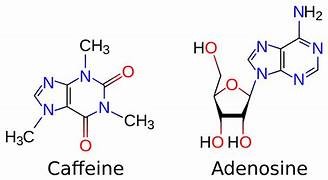 The comparison of caffeine and adenosine.jpg