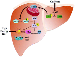 Pathway of caffeine metabolism in liver.gif